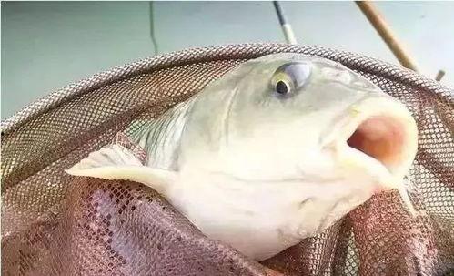 重生成鱼气哭钓鱼佬,一场奇妙的钓鱼奇遇 第2张 重生成鱼气哭钓鱼佬,一场奇妙的钓鱼奇遇 第2张