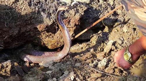 眼镜蛇 第三季,暗流涌动的复仇风暴  第2张