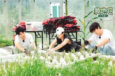 种地吧,探寻农业现代化与乡村振兴的绿色之路  第2张